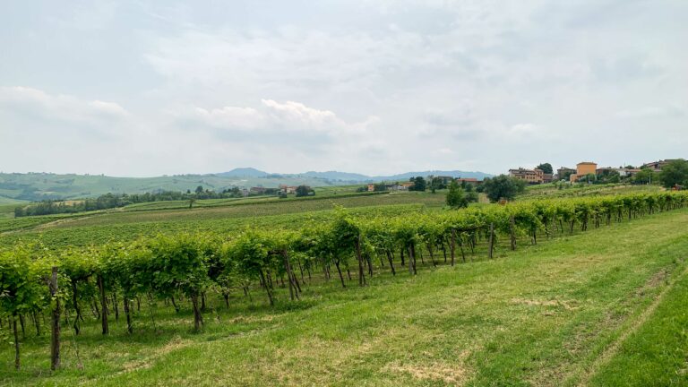 vigneti-zafferano-117