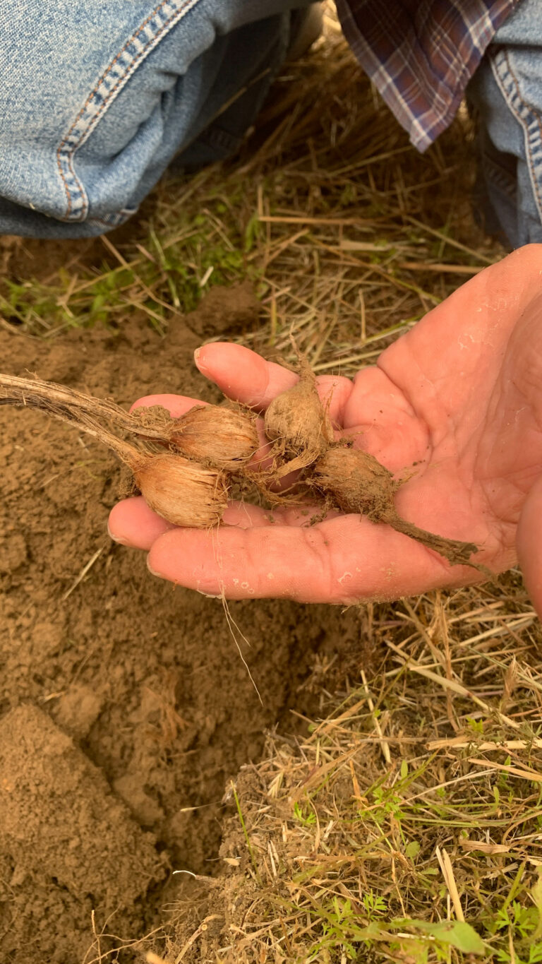 vigneti-zafferano-128